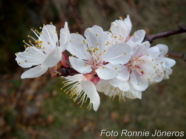 aprikosblomma